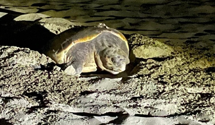 TARTARUGHE CARETTA CARETTA