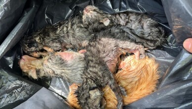 Salvati sei gattini abbandonati in un cassonetto