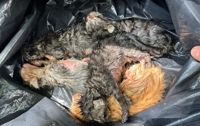 Salvati sei gattini abbandonati in un cassonetto
