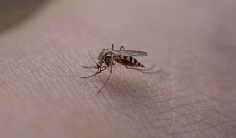 WEST NILE