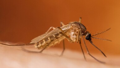 ZANZARA west nile ...