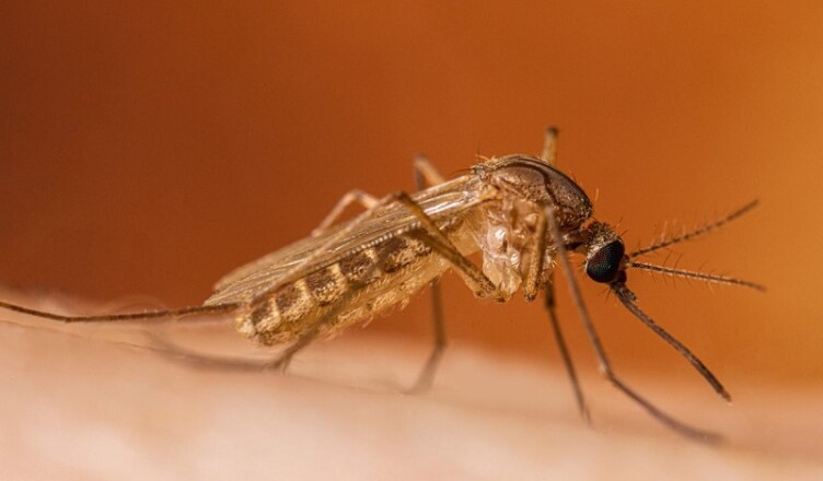 ZANZARA west nile ...