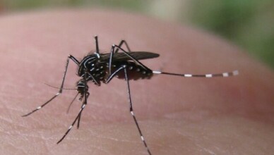 zanzara west nile