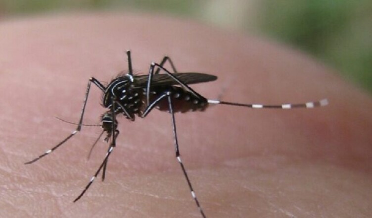 zanzara west nile
