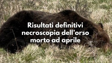 ORSO MORTO AD APRILE
