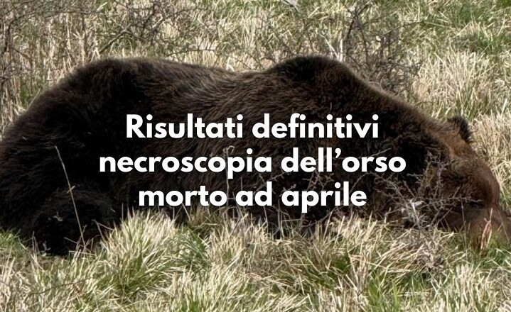ORSO MORTO AD APRILE