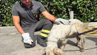 Castelliri, i Vigili del Fuoco di Sora salvano un cane intrappolato in un tunnel 2