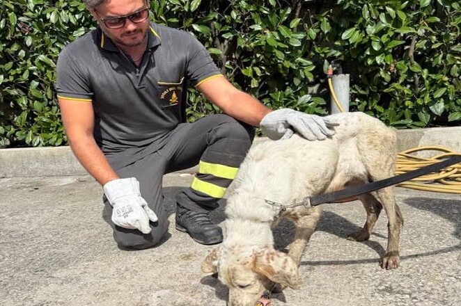 Castelliri, i Vigili del Fuoco di Sora salvano un cane intrappolato in un tunnel 2