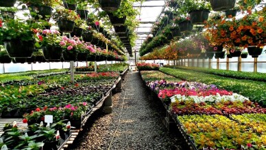 VIVAIO FIORI