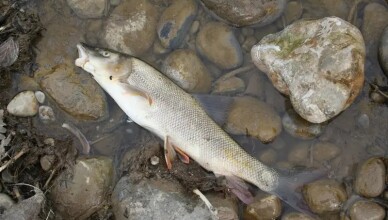 pesce morto...