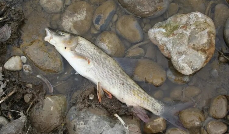 pesce morto...