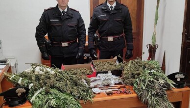 Coltiva droga a casa. Blitz dei Carabinieri