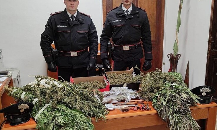 Coltiva droga a casa. Blitz dei Carabinieri