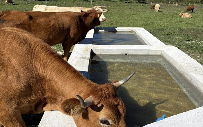 Cori_Pozzo artesiano e abbeveratoio attivi a Fontana del Prato
