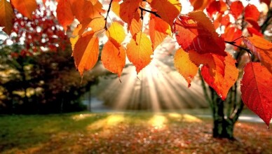 AUTUNNO ESTATE SOLE