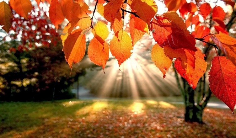 AUTUNNO ESTATE SOLE