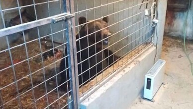 Orso bruno marsicano intrappolato in un pollaio