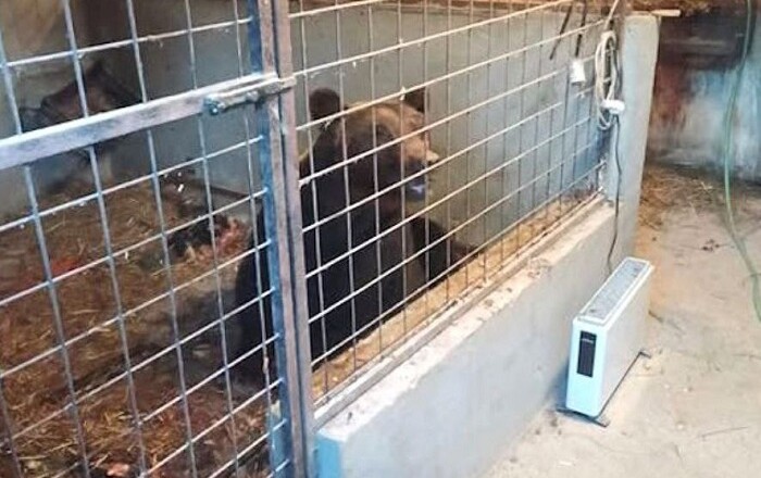Orso bruno marsicano intrappolato in un pollaio