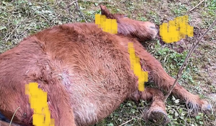 Pony sbranata dai lupi