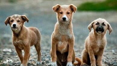 randagismo CANE CANI