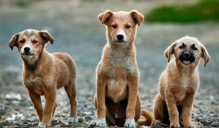 randagismo CANE CANI