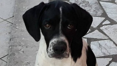 CANE MORTO