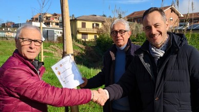 piantumazione di quattro Tigli e un Prunus ceccano
